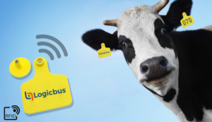 RFID para ganado