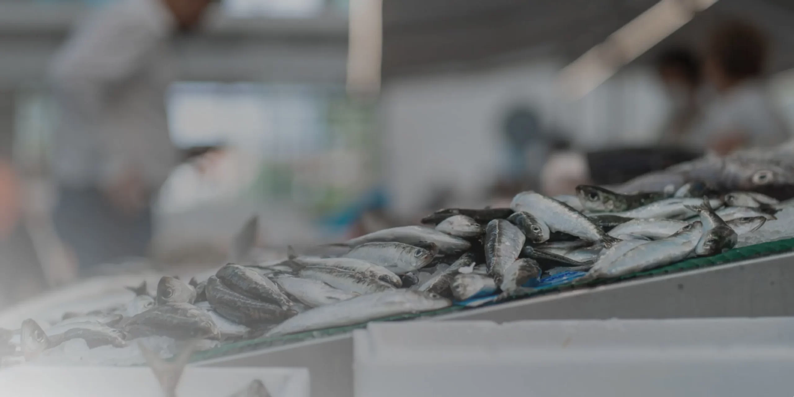 Aprovechando-los-registradores-de-datos-para-una-monitorización-eficiente-de-la-refrigeración-en-la-