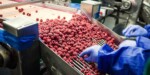 Monitoreo del Rendimiento de Congeladores en la Fabricación de Alimentos Congelados